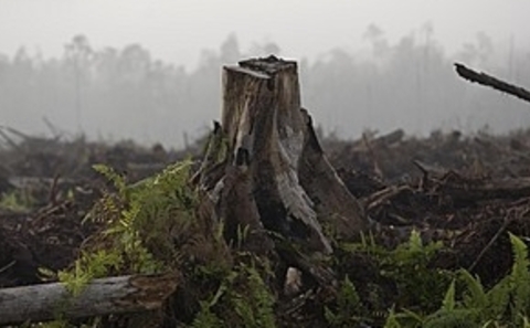 main_sumatra_indonesia_deforestation_2403_large